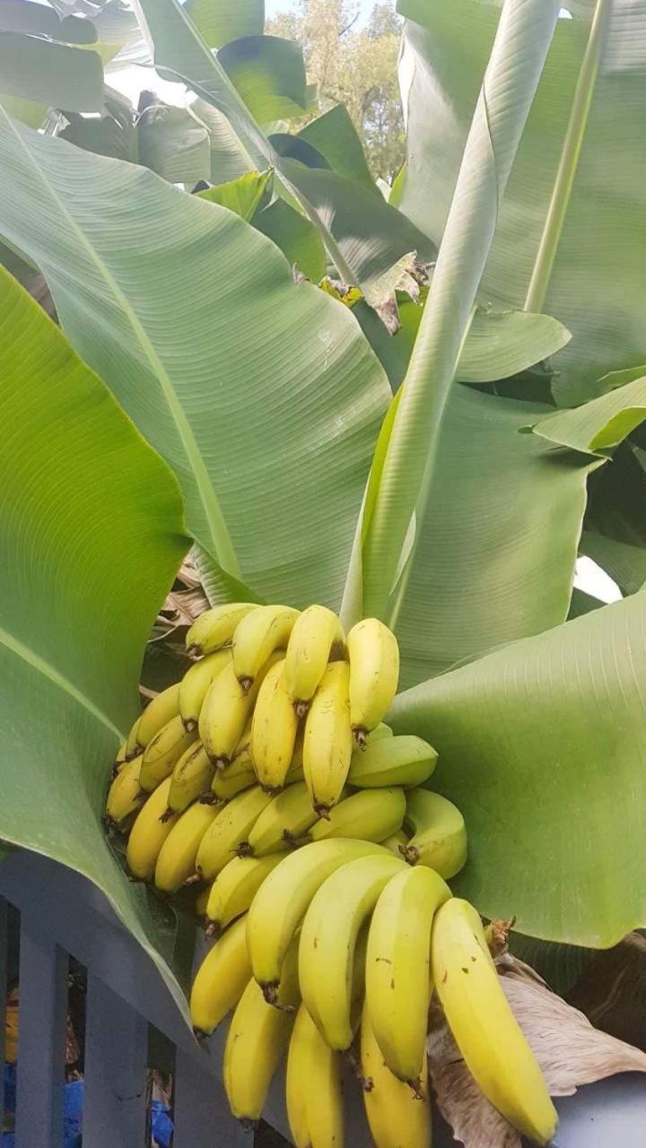 Dayspring Lodge Nuku'alofa Kültér fotó